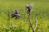 Scolymus maculatus