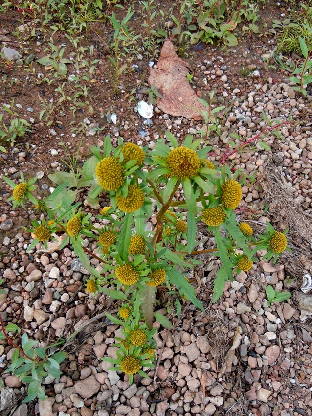 Изображение особи Bidens radiata.