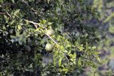 Aegle marmelos. Ветви с плодами. Индия, штат Уттаракханд, округ, Найнитал, Jim Corbett National Park. 02.12.2022.