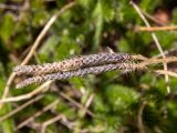 Lycopodium clavatum