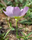 Oenothera speciosa