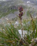 Pedicularis chroorrhyncha. Отцветшее растение. Карачаево-Черкесия, Урупский р-н, Кавказский биосферный заповедник, Имеретинские озёра, дол. оз. Географов, ≈ 2700 м н.у.м., альпийский луг. 27.07.2022.