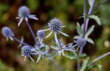 Eryngium planum. Соцветия. Оренбургская обл., Кувандыкский гор. округ, заповедник \"Шайтан-Тау\", долина р. Сакмара, луг. 05.07.2023.