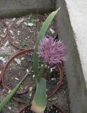 Allium akaka подвид shelkovnikovii