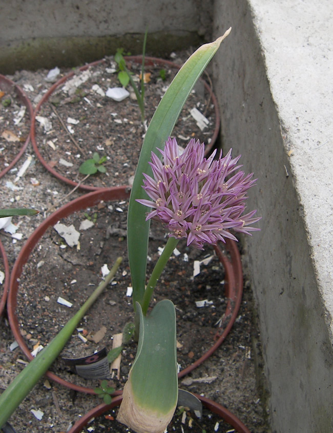 Изображение особи Allium akaka ssp. shelkovnikovii.