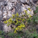 Chamaecytisus ruthenicus