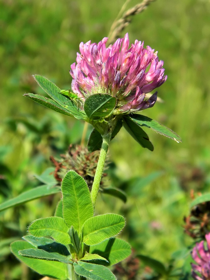 Image of Trifolium medium specimen.