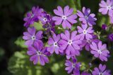 Primula cortusoides