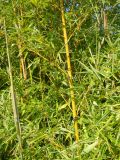 Phyllostachys aurea