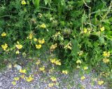 Lotus corniculatus. Цветущее и плодоносящее растение. Австрия, Южная Каринтия, г. Филлах. 18.06.2012.
