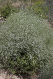 Acanthophyllum gypsophiloides