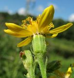 Senecio sarracenicus