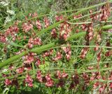 Rumex aquaticus. Часть соплодия с завязями. Республика Бурятия, Баунтовский эвенкийский район, пос. Северный. Середина июля 2012 г.