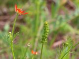 Adonis flammea