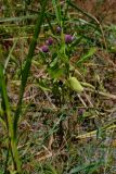 Sphaeranthus strobilifer