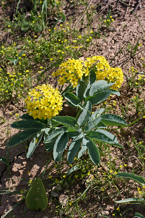 Image of Leontice ewersmanni specimen.