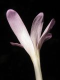 Colchicum umbrosum