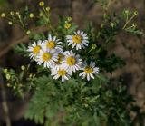 Pyrethrum parthenifolium