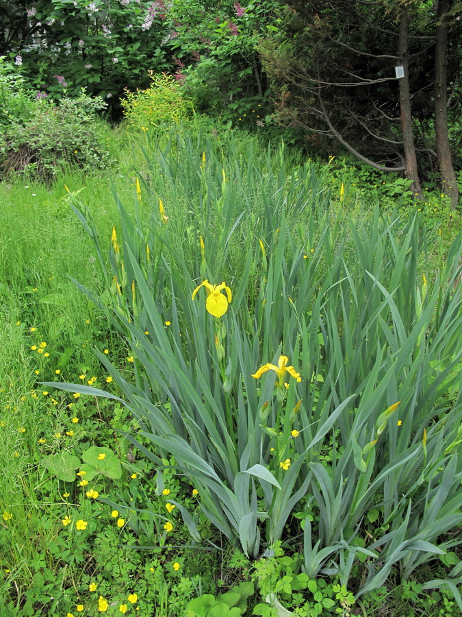 Изображение особи Iris pseudacorus.