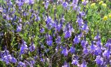 Veronica capsellicarpa