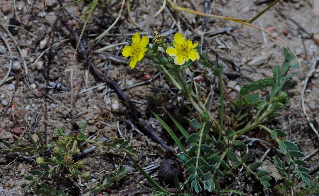 Изображение особи Potentilla orientalis.