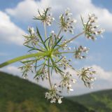 Daucus carota. Верхушка побега с соцветием. Краснодарский край, Абинский р-н, окр. ст. Шапсугская, известняковый карьер. 23.08.2014.