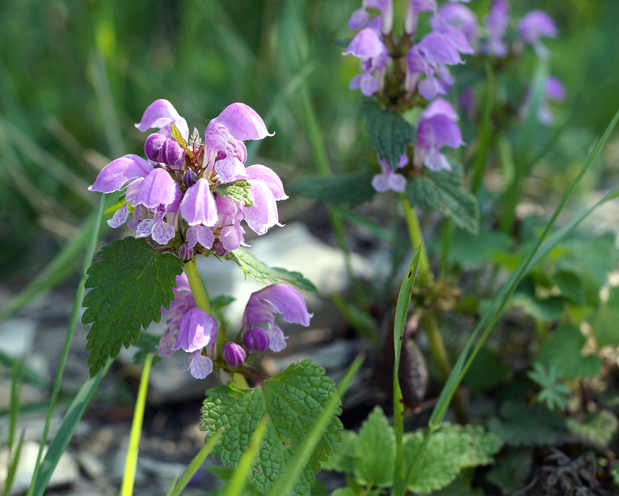 Изображение особи Lamium maculatum.