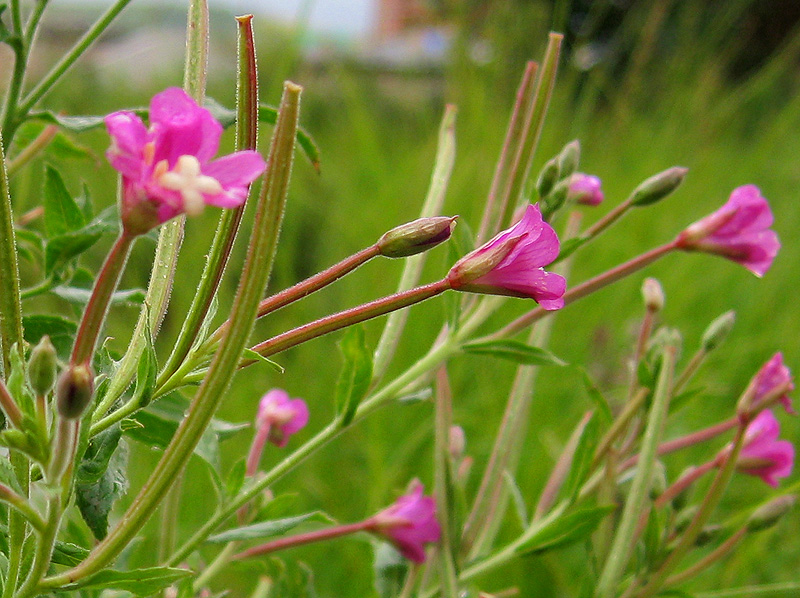 Изображение особи Epilobium hirsutum.