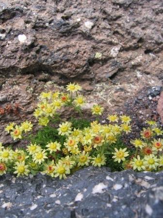 Изображение особи Saxifraga moschata.