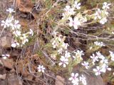 Acanthophyllum versicolor