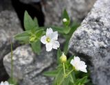 Cerastium lithospermifolium. Верхушки побегов с соцветиями. Тува, Тоджинский р-н, долина р. Аржаан-Хем, ≈1600 м н.у.м., каменистый берег реки. 07.07.2015.