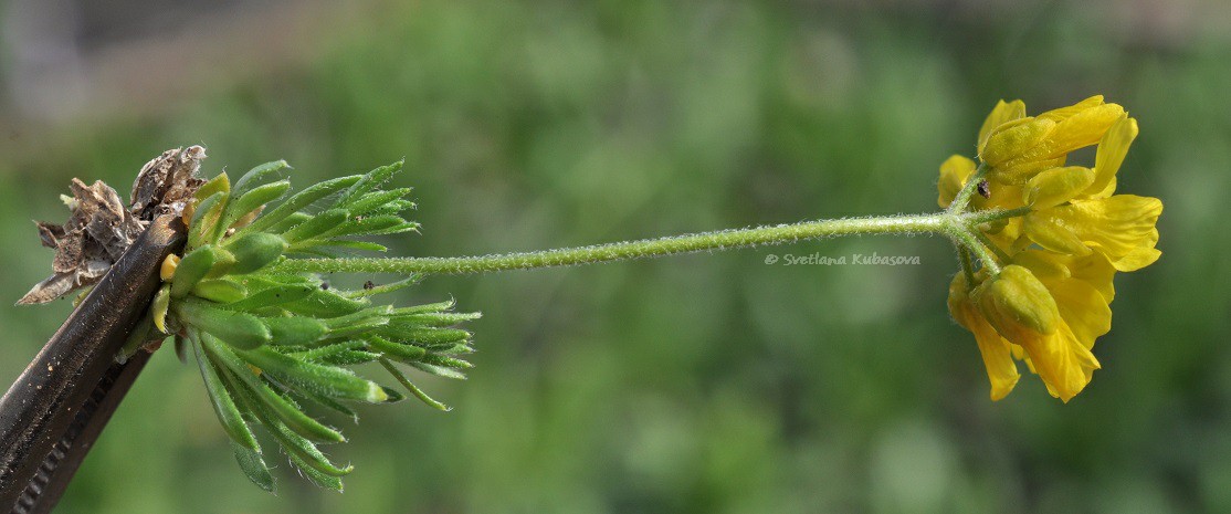 Изображение особи Draba bruniifolia.