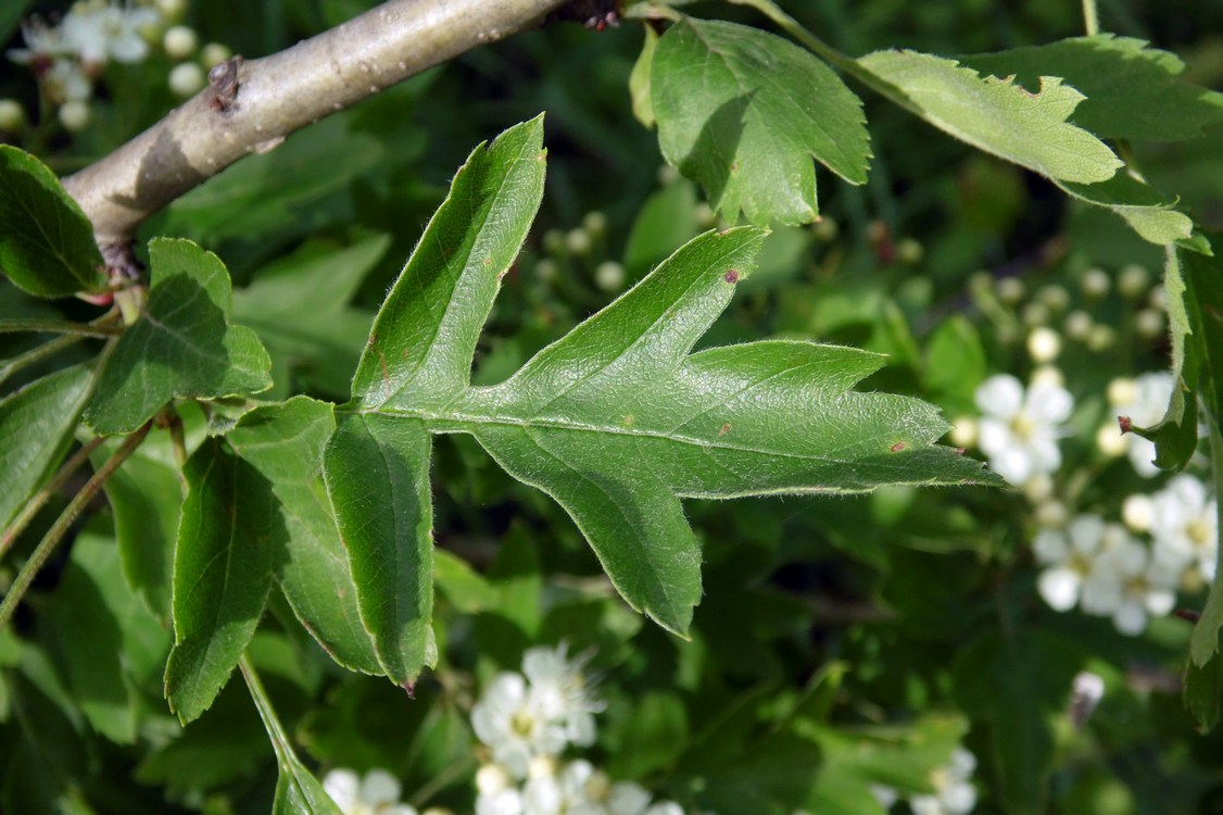 Image of Crataegus pentagyna specimen.