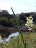 Phleum phleoides