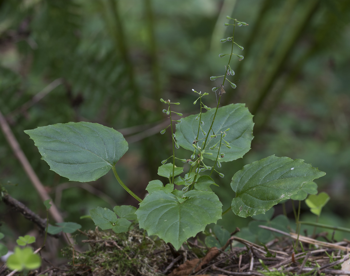 Изображение особи Circaea alpina.