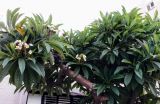 Plumeria разновидность acutifolia