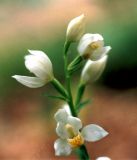 Cephalanthera damasonium