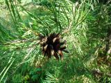 Pinus sylvestris. Часть ветви с прошлогодней шишкой. Пензенская обл., Каменский р-н, окр. с. Блиновка, искусственные насаждения по краю широколиственного леса. 10 августа 2016 г.