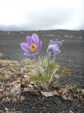 Pulsatilla multifida