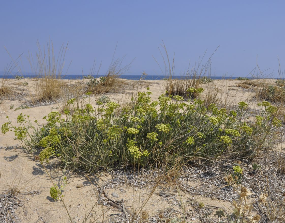 Изображение особи Crithmum maritimum.