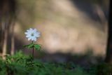 Anemone altaica