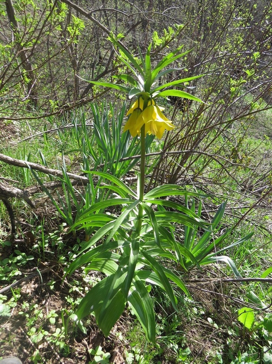 Изображение особи Fritillaria eduardii.