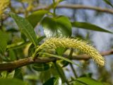 Salix euxina. Часть ветви с соцветием и молодыми листьями. Пермский край, г. Пермь, Свердловский р-н, в городском озеленении. 22 мая 2018 г.