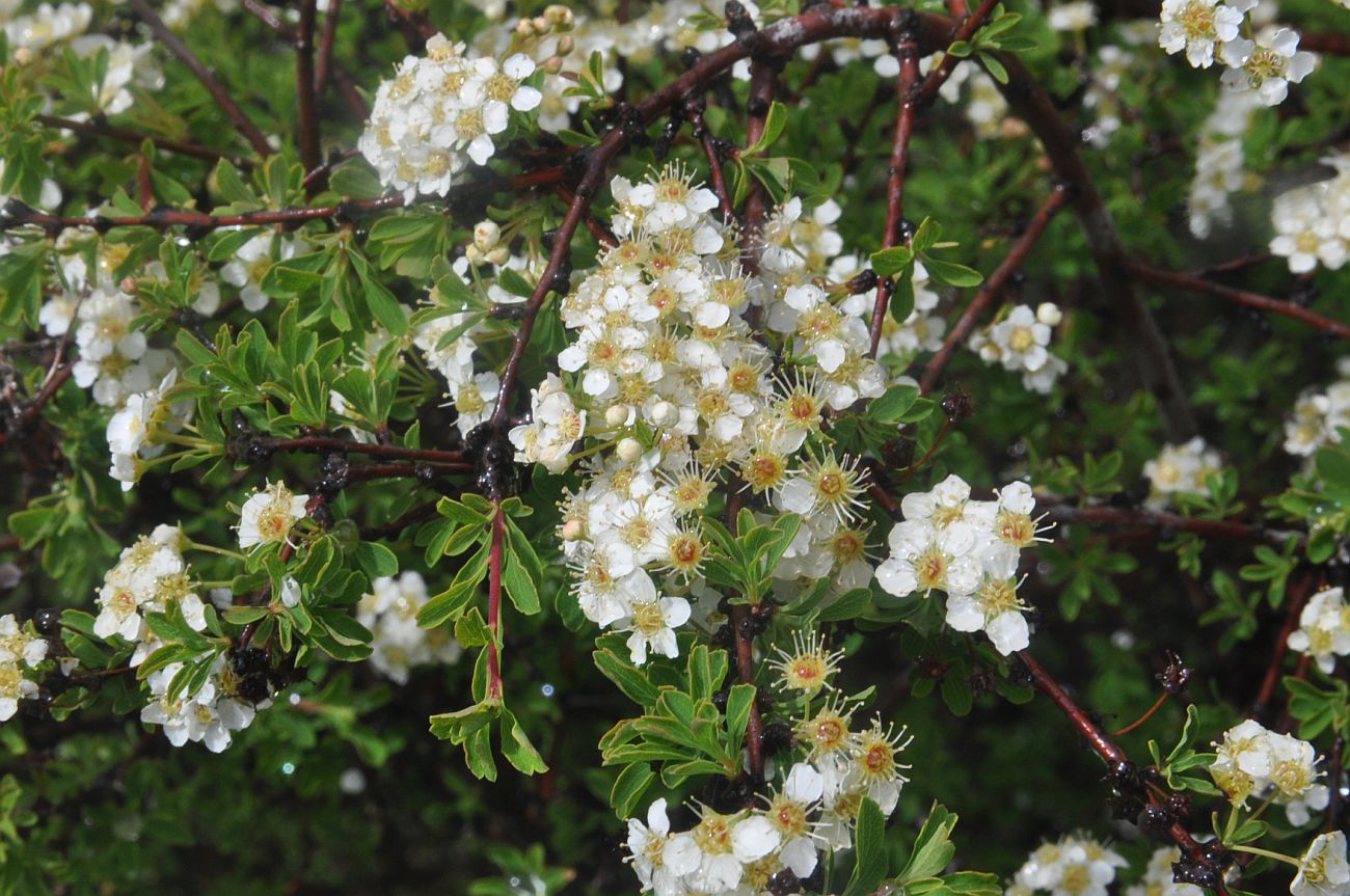 Изображение особи Spiraea crenata.