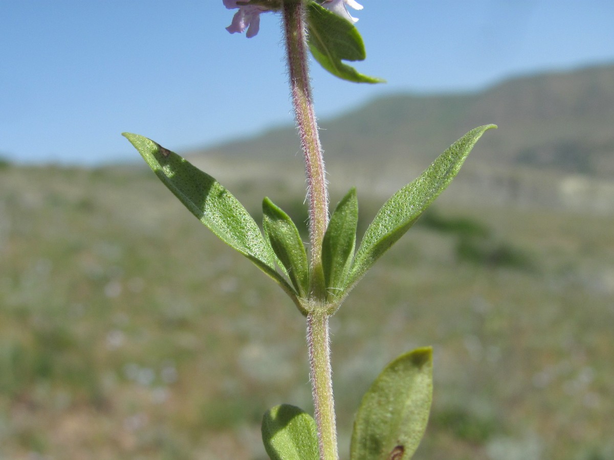 Изображение особи Thymus marschallianus.