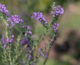 Muraltia spinosa