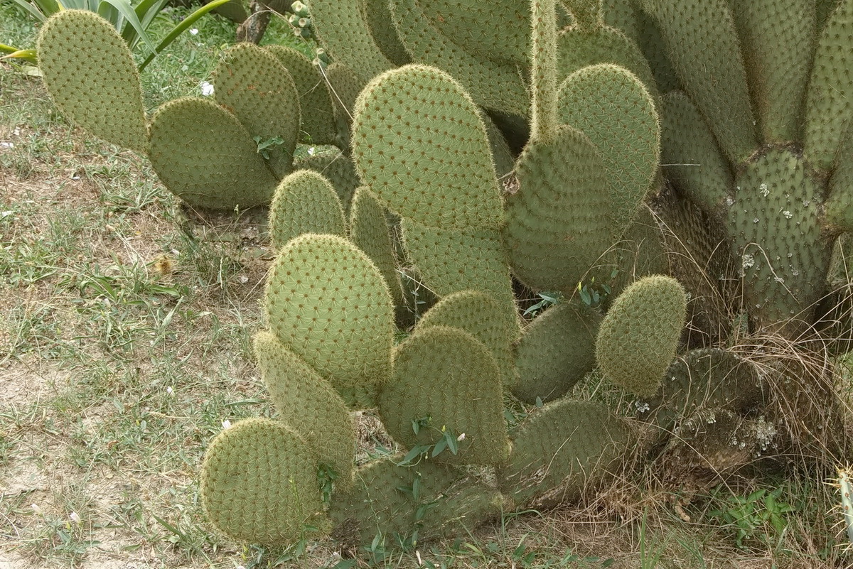 Изображение особи Opuntia scheeri.