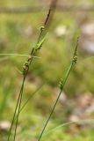 Carex globularis. Верхушка плодоносящего растения. Ленинградская обл., окр. дер. Кемка, кустарничково-сфагновый сосняк. 10.06.2010.