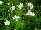 Ranunculus platanifolius. Цветущие растения. Украина, Ивано-Франковская обл., Украинские Карпаты, хребет Черногора, юго-восточный склон горы Пожежевская, 1650 м н.у.м., субальпийский луг. 27.06.2019.