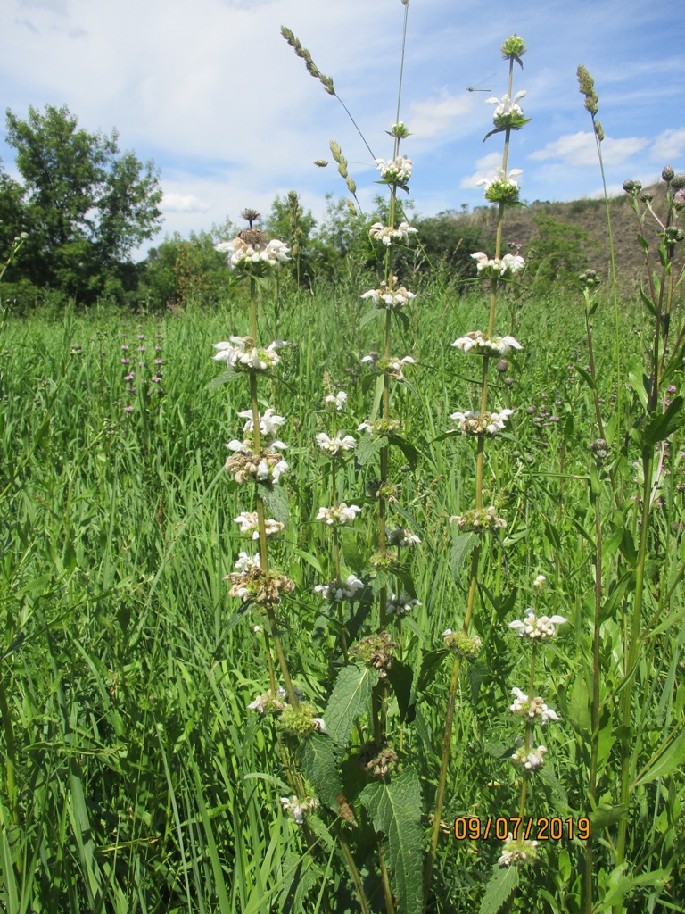 Изображение особи Phlomoides tuberosa.